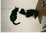 Mira mit unserem damaligen Katerchen September 1992