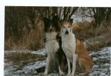 Mira u. Zindy Januar 2003