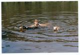 Schwimmen am See Bay. Wald Juni 2003