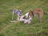 Zindy u. Mabel mit Freundin Bonnie (4 Mon.) Jan. 07